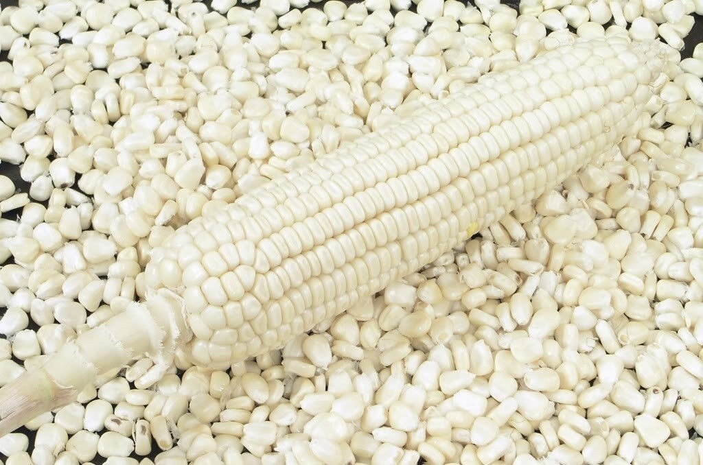 rancho-el-cuervo-maiz-blanco