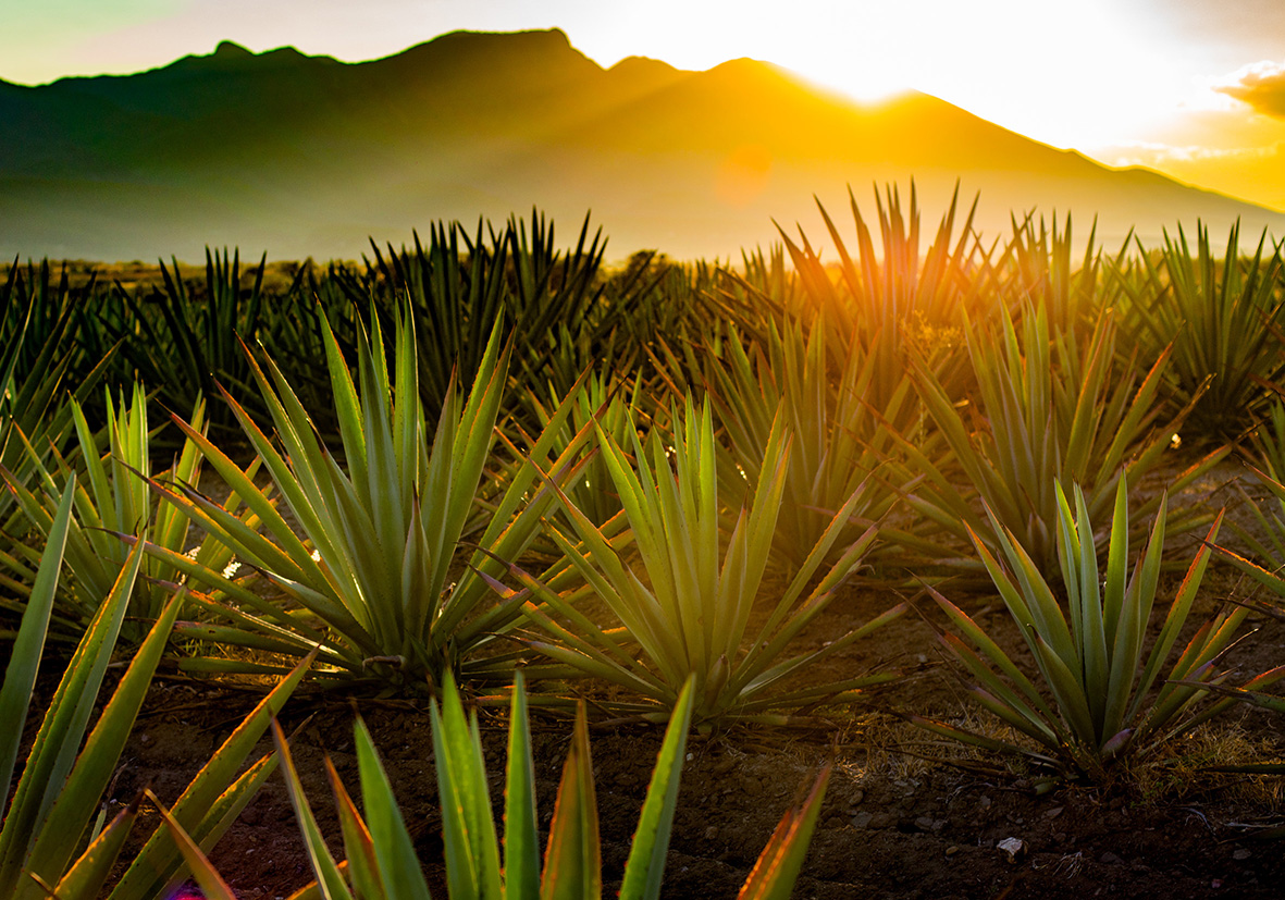 Rancho%20El%20Cuervo